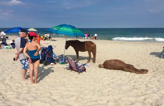 Momentos divertidos en la naturaleza con caballos inesperados en la playa junto a personas y sombrillas bajo el sol.