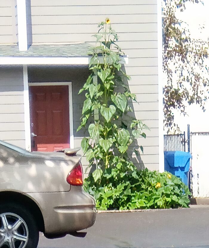 Planta alta con flores creciendo entre un carro estacionado y la pared de una casa, momentos divertidos en la naturaleza.