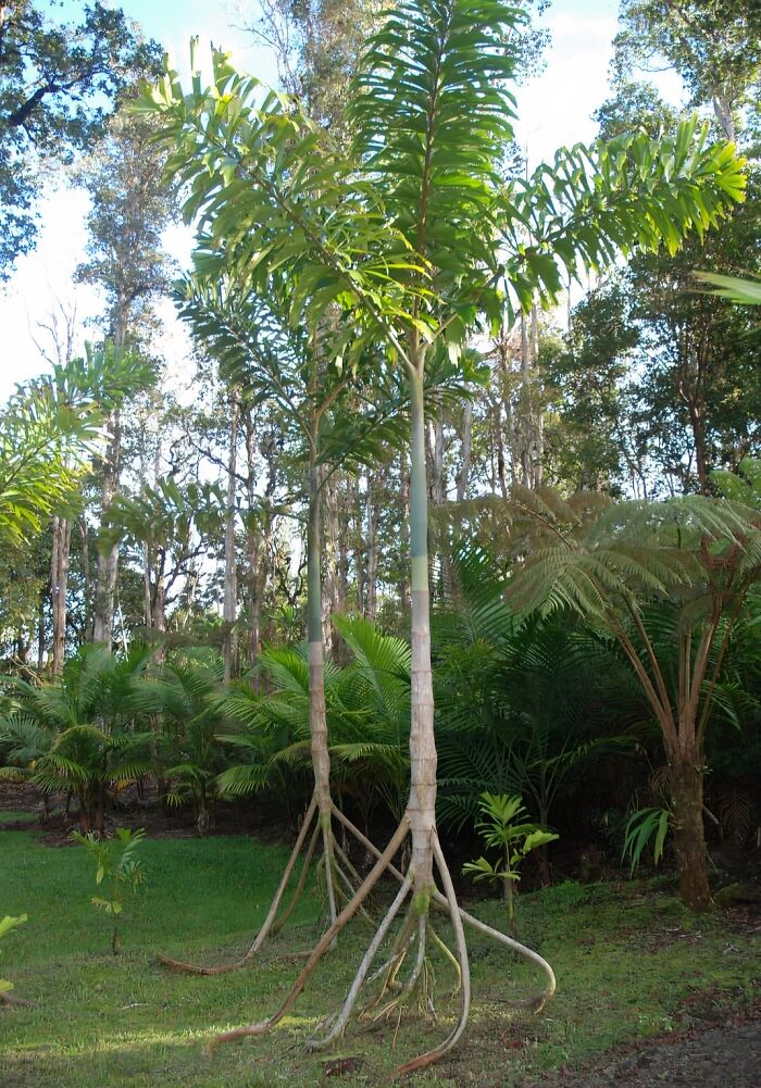 Árboles con raíces aéreas en la naturaleza mostrando momentos divertidos e inesperados en el entorno natural.