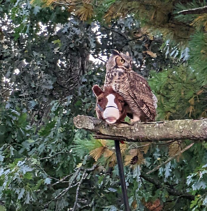 Búho posado sobre máscara de caballo en rama, mostrando momentos divertidos en la naturaleza inesperados.