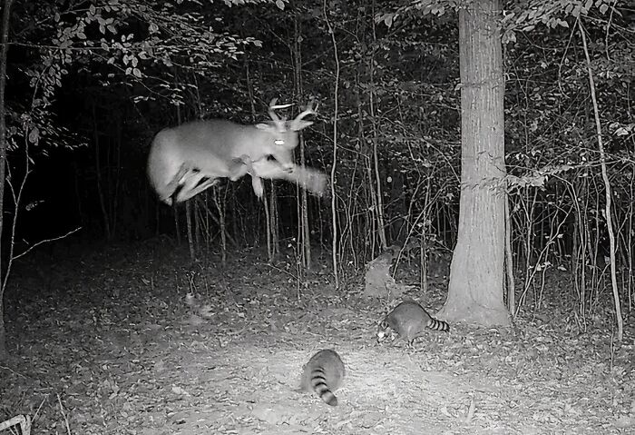 Ciervo saltando sorprendentemente en la naturaleza nocturna mientras mapaches observan momentos divertidos espontáneos.