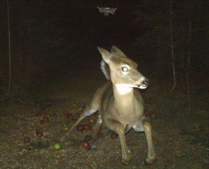 Venado sorprendido en la naturaleza durante la noche en un momento divertido e inesperado en el bosque oscuro.