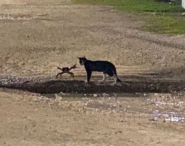 Gato y cangrejo en suelo arenoso en un momento divertido en la naturaleza que nadie esperaba ver.