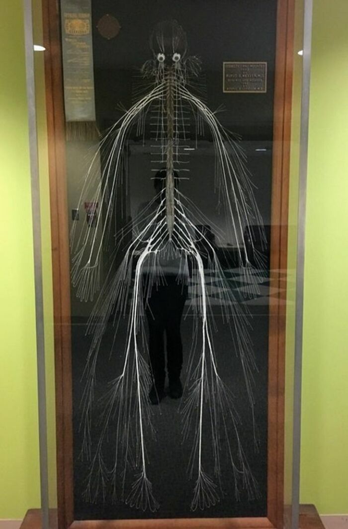 Esquema del sistema nervioso humano exhibido en museo, mostrando conexión y estructura médica impresionante y aterradora.