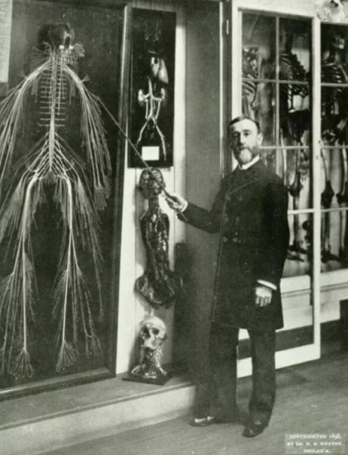 Hombre señalando estructuras nerviosas y esqueletos en un museo médico con fotos médicas del cuerpo humano aterrador.