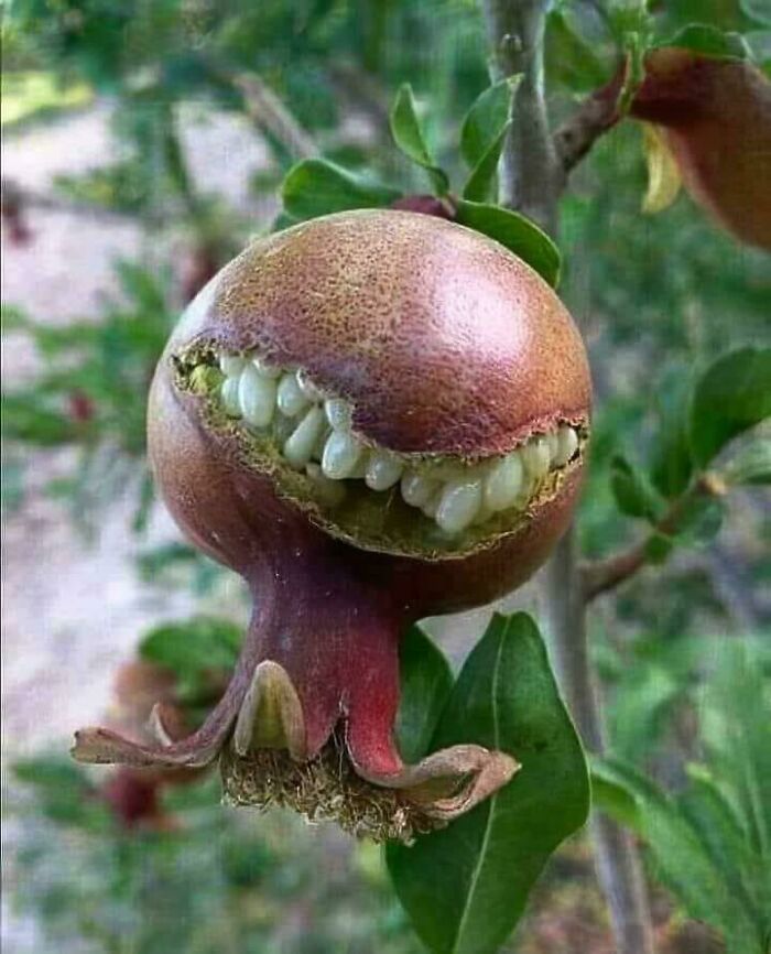 Fruto de la naturaleza con forma extraña y dientes que provoca miedo y desconcierto en la madre naturaleza.