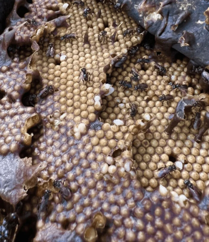 Nido de avispas con crías, ejemplo impactante de creaciones de la madre naturaleza que generan miedo.
