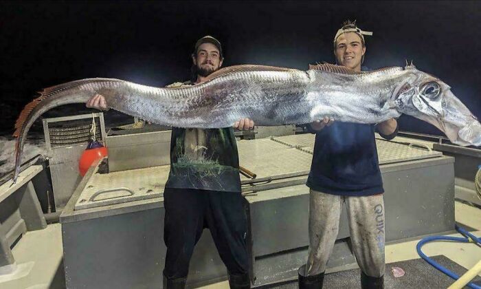 Dos hombres sostienen un pez gigante y alargado en un barco, una creación de la madre naturaleza que asusta.