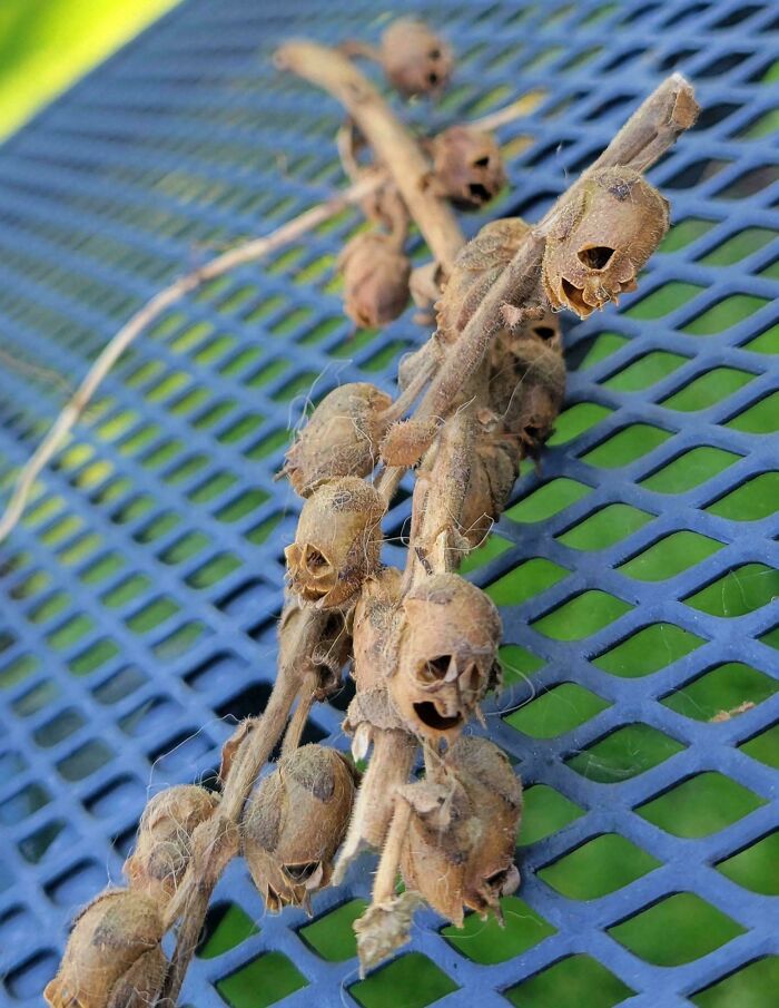 Ramas con frutos secos que parecen calaveras, una creación de la madre naturaleza que causa miedo y asombro.