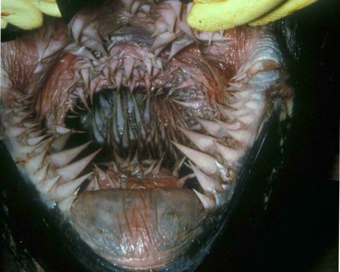 Boca de criatura marina con dientes afilados y espeluznantes, una creación de la madre naturaleza que causa miedo.