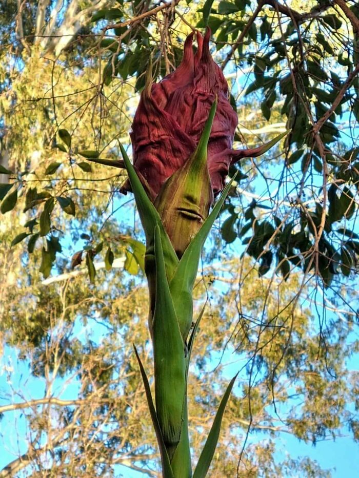 Planta con flor sangrante de aspecto extraño y aterrador, una de las creaciones de la madre naturaleza que nos han dado miedo.