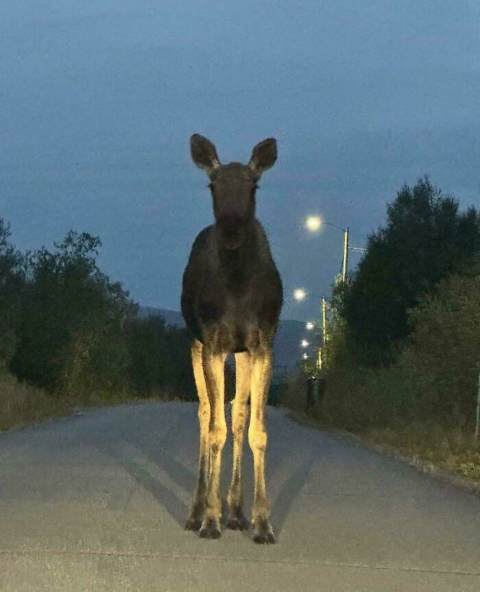 Alce joven en una carretera nocturna, una de las creaciones de la madre naturaleza que inspiran mucho miedo.