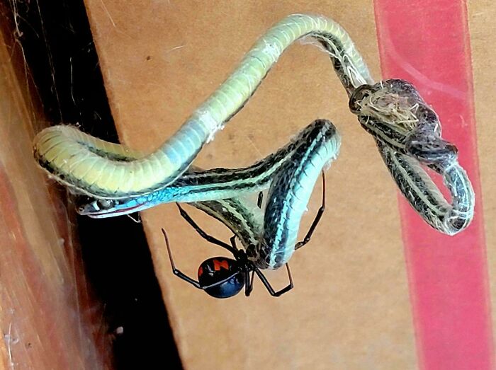 Serpiente y araña negra con marcas rojas en interacción, una de las creaciones de la madre naturaleza que causan miedo.