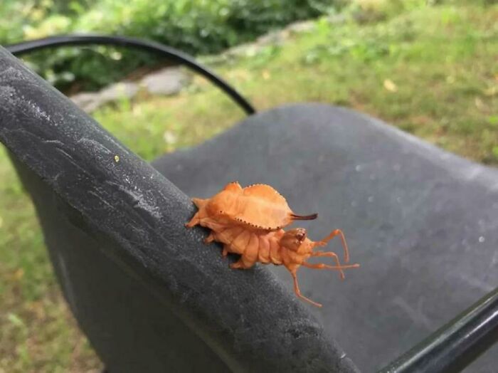 Insecto de madre naturaleza con apariencia extraña y aterradora sobre una silla negra al aire libre.