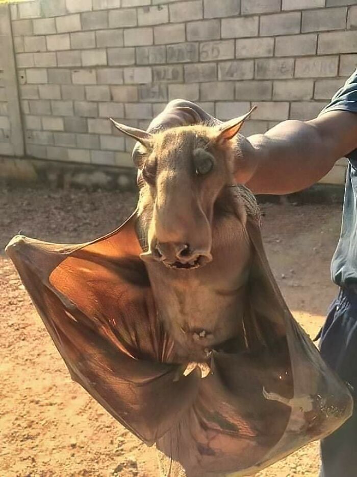 Murciélago gigante con apariencia aterradora sostenido por una persona mostrando las creaciones de la madre naturaleza.