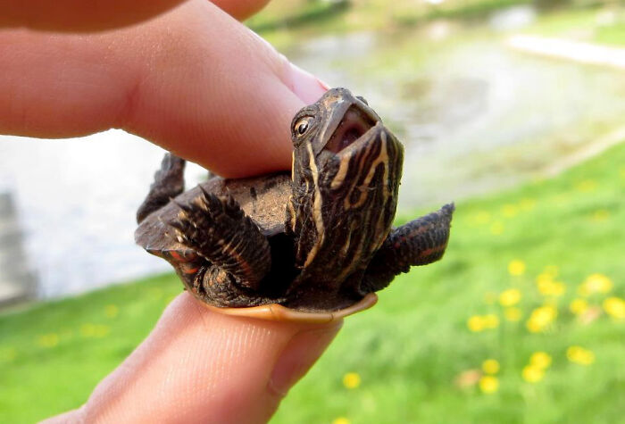 Tortuga pequeña haciendo una de las caras más extrañas y divertidas en fotos de animales curiosos al aire libre.