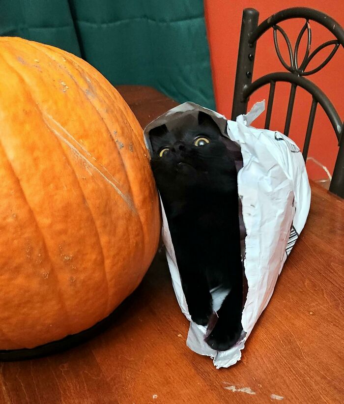 Gato negro con cara extraña dentro de una bolsa junto a una calabaza, mostrando expresiones divertidas de animales.