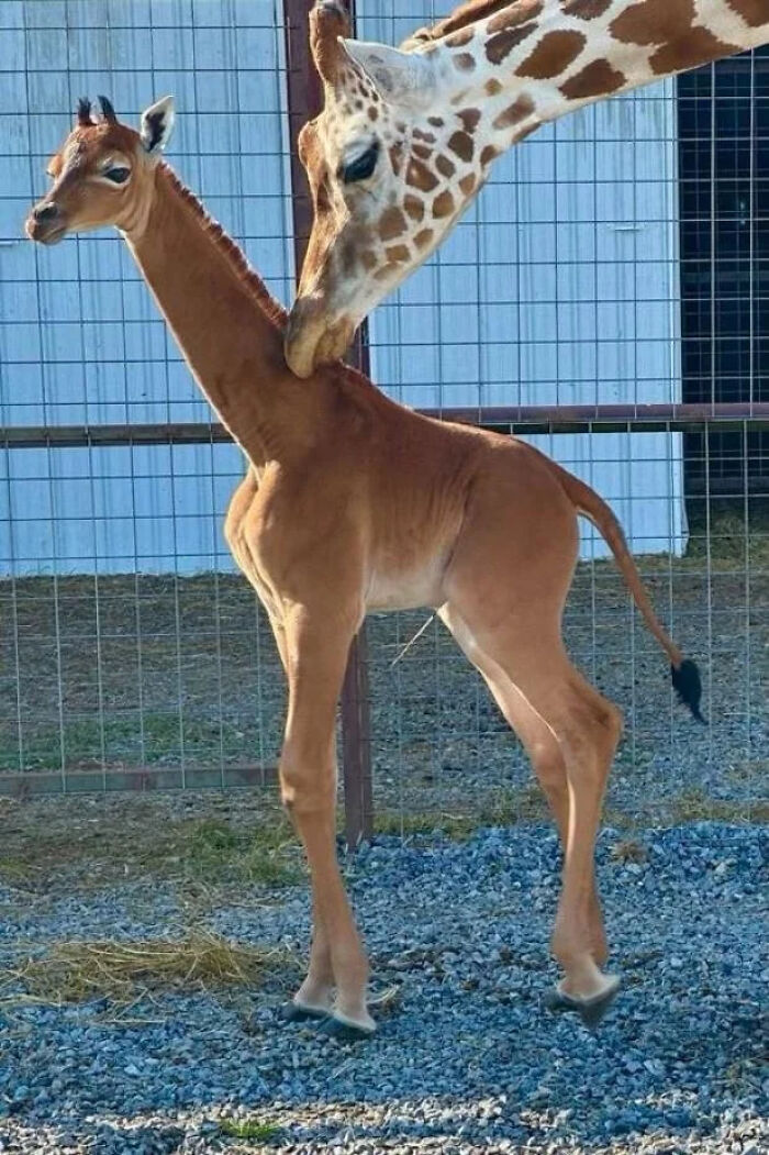 Jirafa adulta cuidando a su cría recién nacida en un cercado, una de las cosas interesantes que la gente encontró.