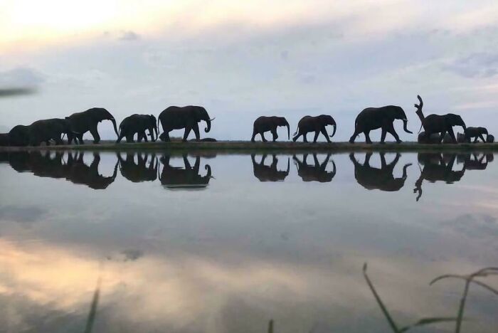 Elefantes caminando junto a un cuerpo de agua con su reflejo, una de las cosas interesantes que la gente encontró.