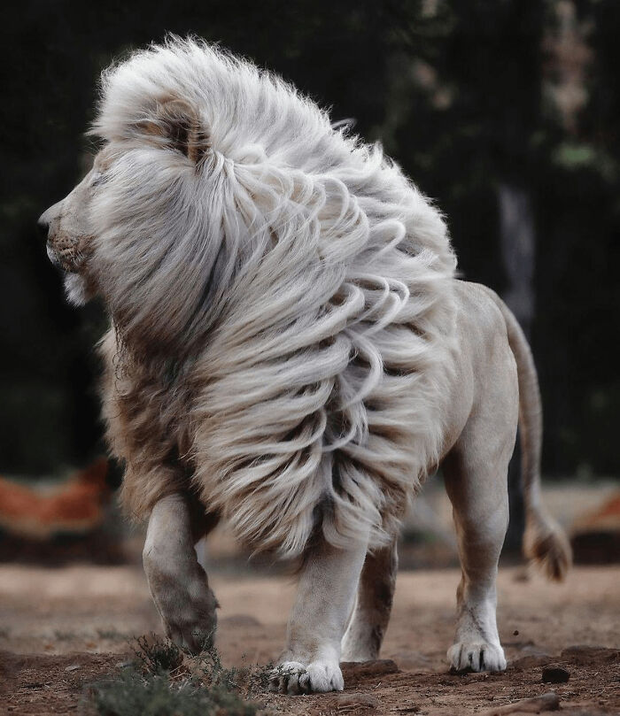 León con melena blanca y ondulada mostrando una imagen interesante para compartir curiosidades únicas.