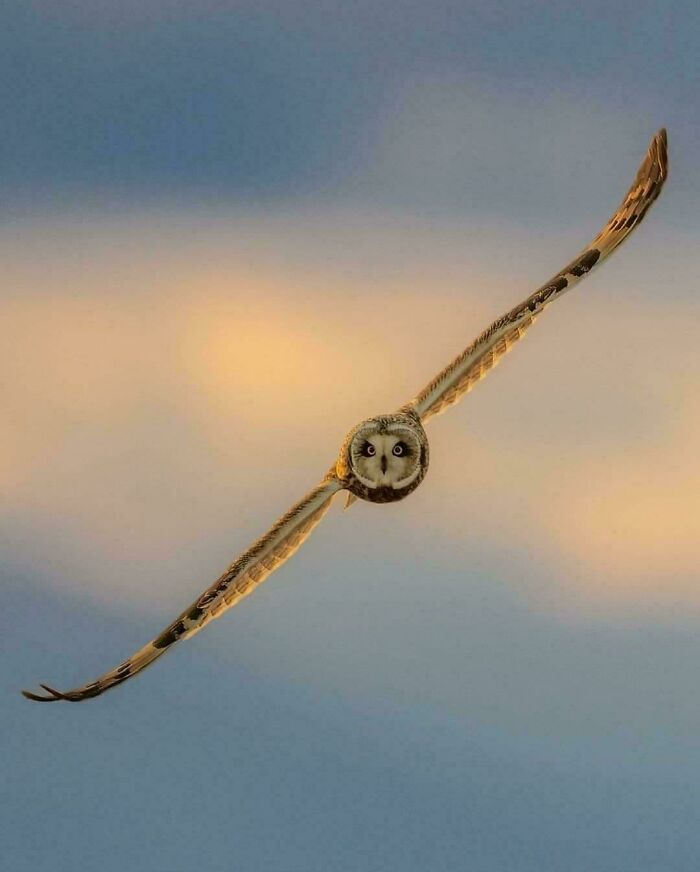 Búho volando al atardecer, una de las cosas interesantes que la gente encontró y quiso compartir.