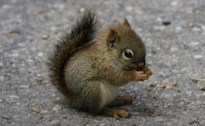 Ardilla pequeña comiendo sobre el suelo, una de las cosas interesantes que la gente encontró y compartió.
