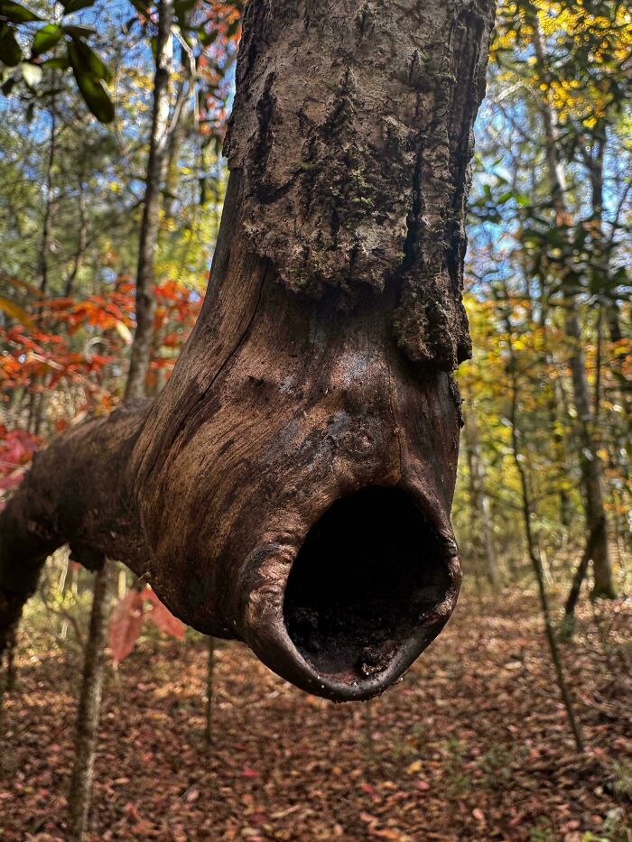 Rama de árbol con forma extraña y oscura en bosque que genera miedo, parte de creaciones de la madre naturaleza.