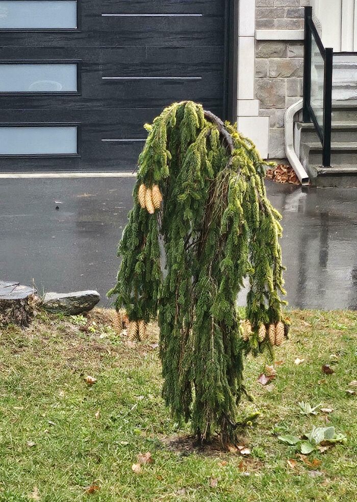 Árbol extraño y caído que genera miedo entre las creaciones de la madre naturaleza poco comunes.