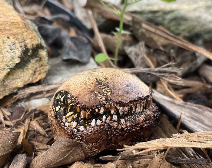 Hongo con apariencia aterradora en el suelo, una de las creaciones de la madre naturaleza que nos han dado miedo.