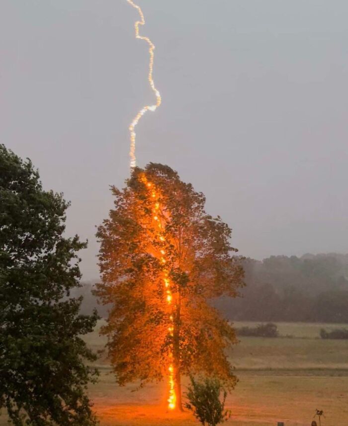 Rayo impactando árbol incendiándolo, una de las creaciones de la madre naturaleza que causa mucho miedo.