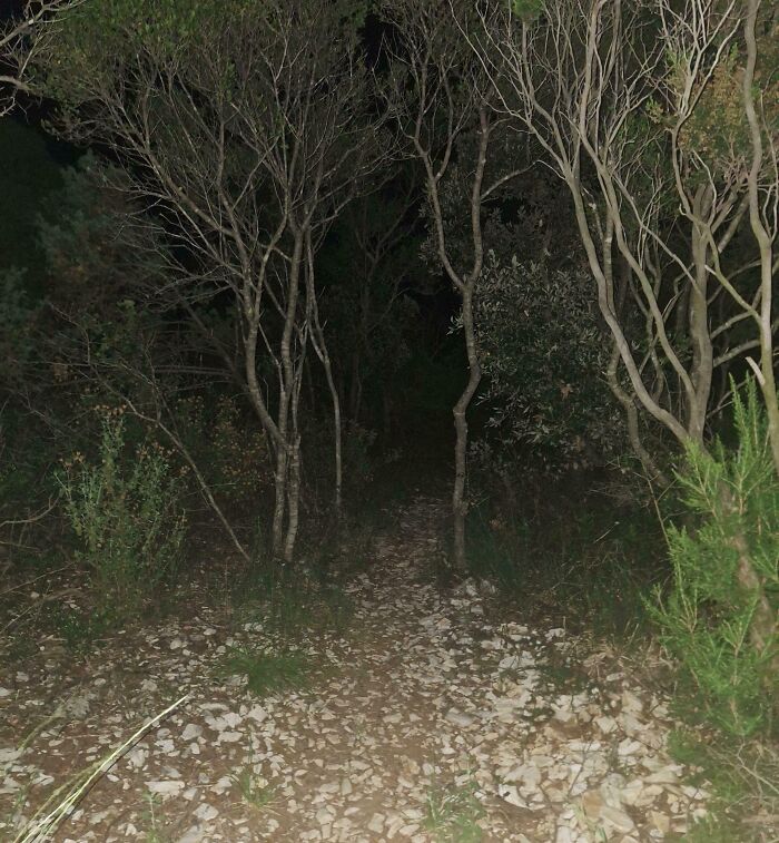 Camino oscuro en bosque con árboles secos y vegetación densa, mostrando creaciones naturales que inspiran miedo.