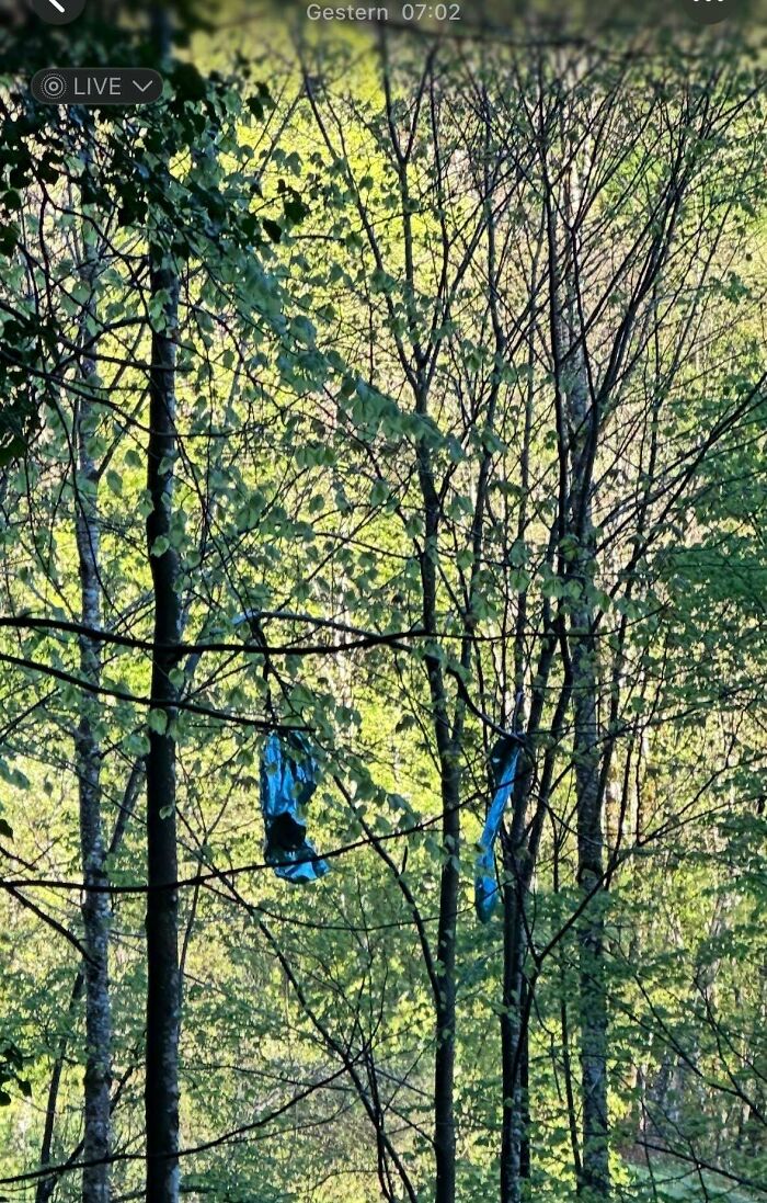 Ropa de boda colgada y atrapada en árboles en bosque, mostrando momentos malos de novias, novios e invitados en bodas.