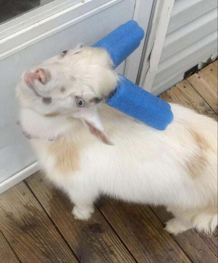 Cabra con objeto azul divertido en la espalda en una imagen de fotos divertidas y absurdas de animales.