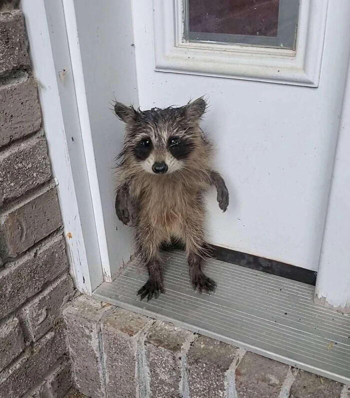 Mapache mojado parado en la entrada de una casa mostrando una de las cosas interesantes que la gente tenía que compartir.