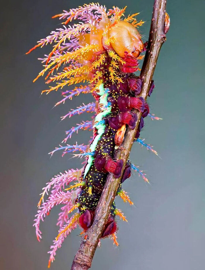 Oruga colorida con detalles vibrantes y textura única, mostrando una de las cosas interesantes para compartir.