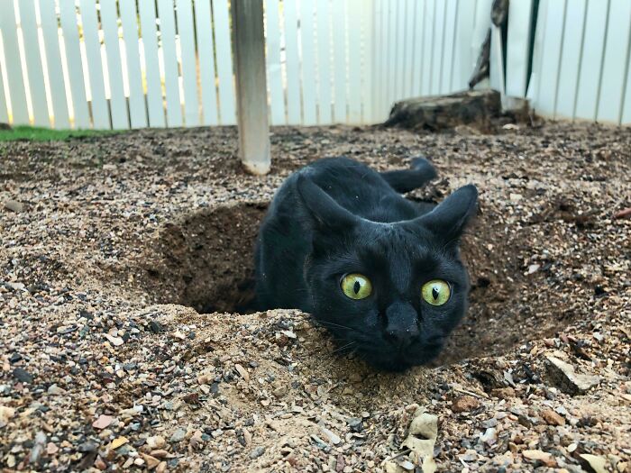 Gato negro con expresión extraña y divertida asomando la cara desde un agujero en el suelo afuera en un jardín.