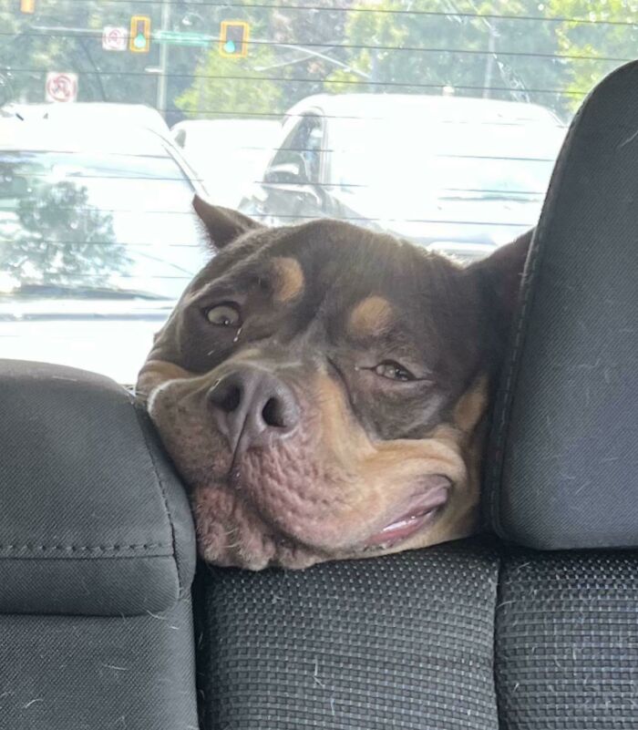 Perro con una cara extraña y divertida apoyado entre los asientos en el interior de un automóvil.