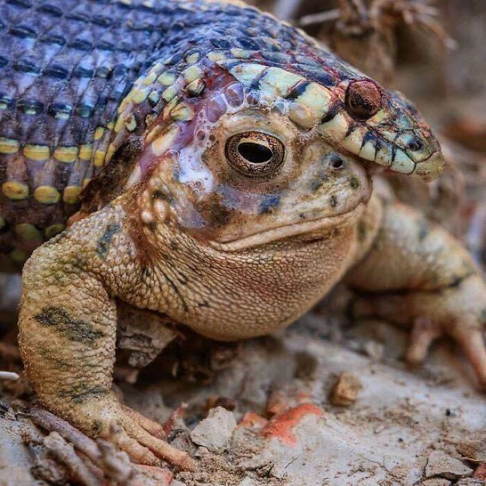 Rana y lagarto fusionados en una criatura única, una de las creaciones de la madre naturaleza que nos han dado miedo.