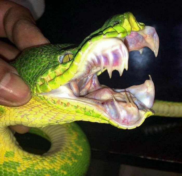 Serpiente verde con boca abierta mostrando colmillos, una de las creaciones de la madre naturaleza que dan miedo.