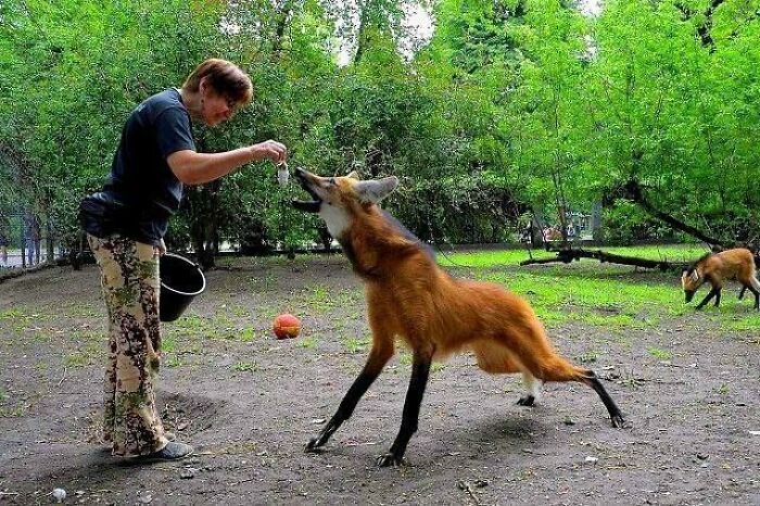 Mujer alimentando un zorro salvaje en un entorno natural, mostrando una de las creaciones de la madre naturaleza.