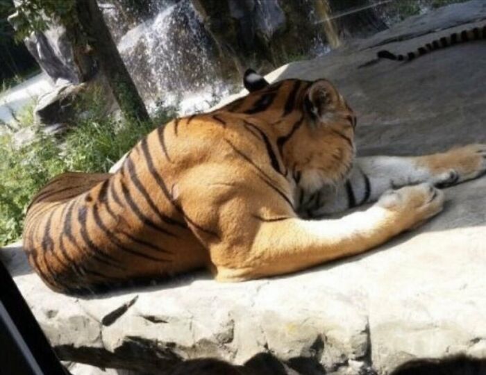 Tigre con musculatura exagerada descansando sobre piedra en entorno natural que muestra creaciones de la madre naturaleza.