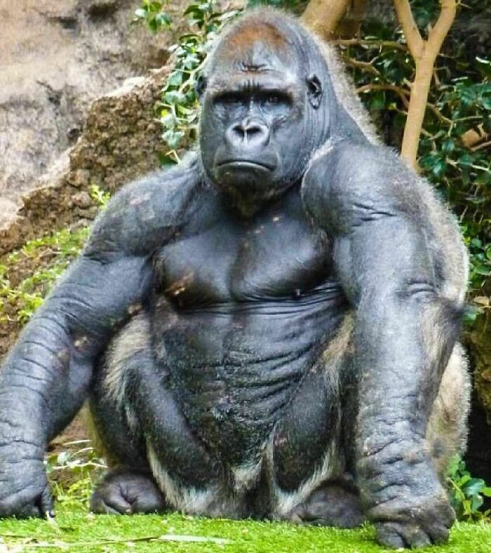 Gorila musculoso en hábitat natural, una de las creaciones de la madre naturaleza que nos han dado mucho miedo.