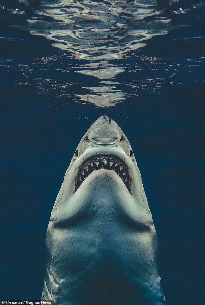 Tiburón abierto con dientes afilados nadando en el océano, una de las creaciones de la madre naturaleza más aterradoras.