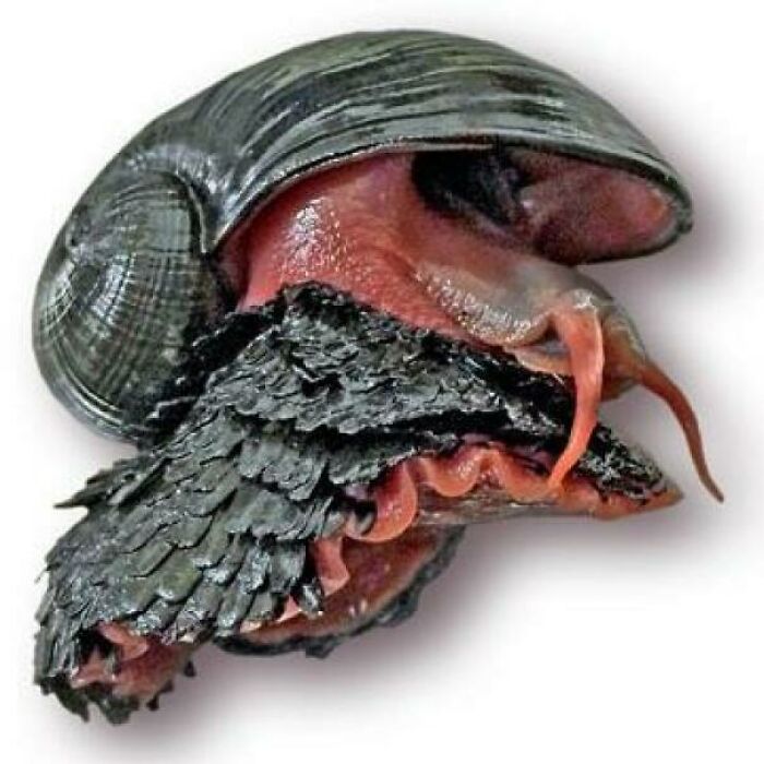 Caracol con apariencia aterradora y textura oscura, una de las creaciones de la madre naturaleza que inspiran miedo.