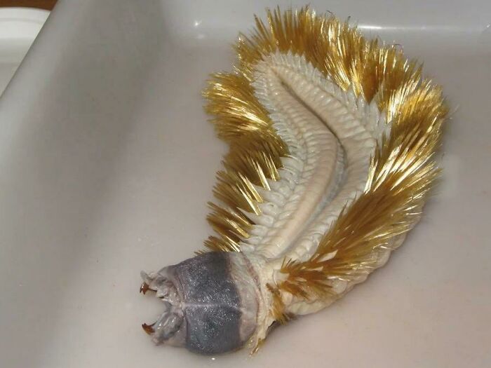 Criatura marina espinosa con aspecto aterrador, una de las creaciones de la madre naturaleza que nos ha dado miedo.