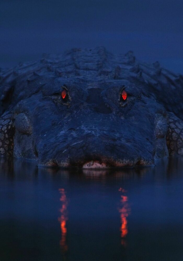 Cocodrilo con ojos rojos reflejados en el agua, una de las creaciones de la madre naturaleza que inspiran miedo.