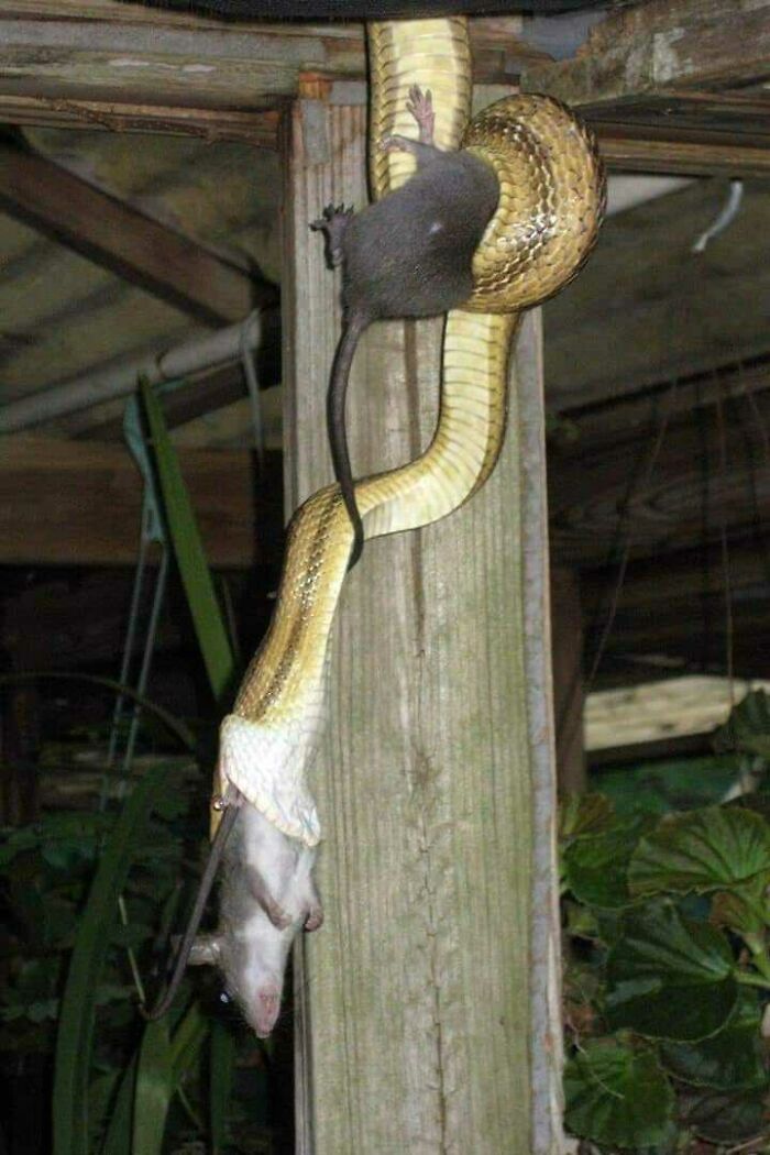 Serpiente enrollada en poste atrapando un ratón en una escena de creaciones de la madre naturaleza aterradoras.