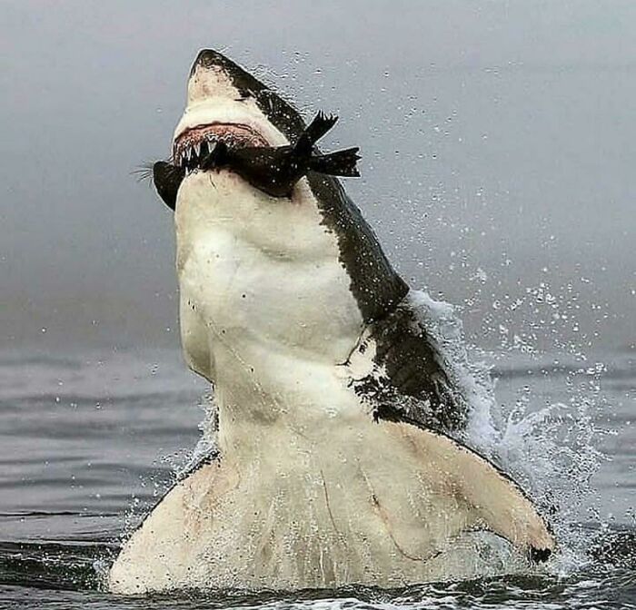 Tiburón saltando del agua con una presa en la boca, una de las creaciones de la madre naturaleza que da miedo.