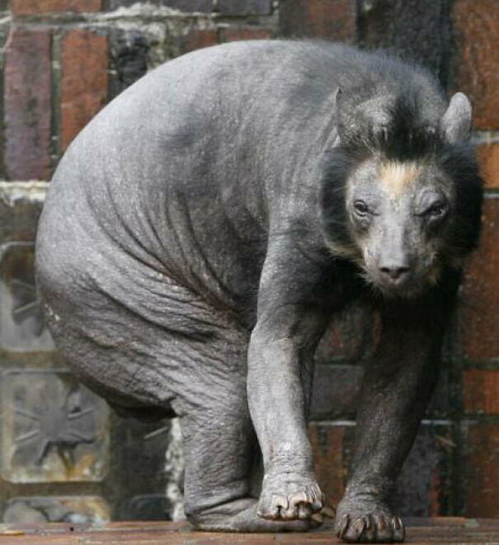 Animal con piel arrugada y aspecto extraño, una creación de la madre naturaleza que nos ha dado mucho miedo.