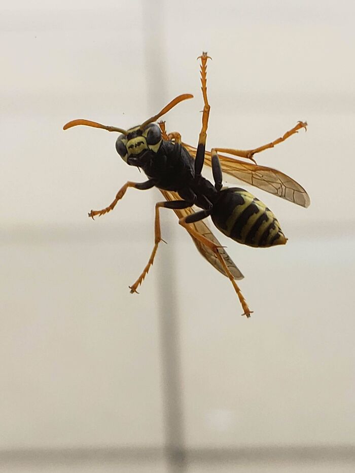 Avispa negra en primer plano, una de las creaciones de la madre naturaleza que nos han dado mucho miedo por su aspecto amenazante.